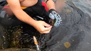 Морской еж как есть...Икра морских ежей - элексир молодости! Как ловить и разделывать морского ежа