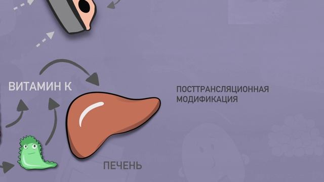 Витамин К и система гемостаза. смотреть онлайн
