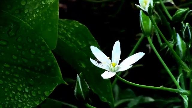 Вифлеемская звезда: птицемлечник зонтичный. Star of Bethlehem: bird umbrella umbrella. смотреть онлайн