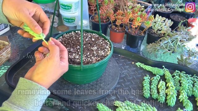 Donkey's Tail Propagation смотреть онлайн