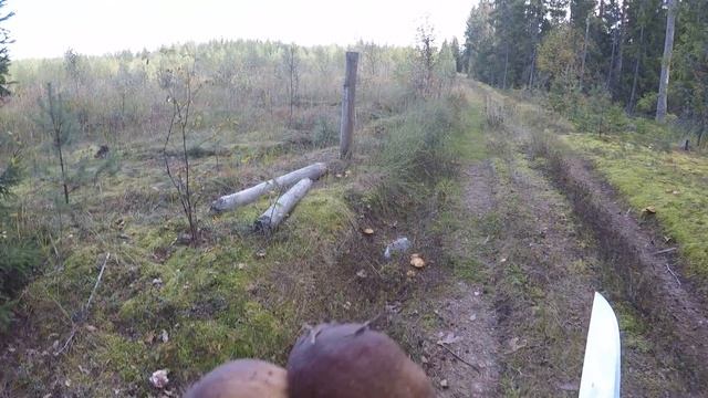 Корзина белых за 2 часа Сбор белого гриба в бору смотреть онлайн