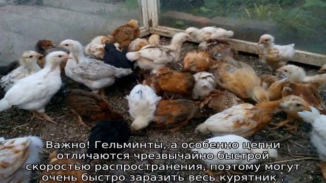 Можно ли давать курам сырую рыбу