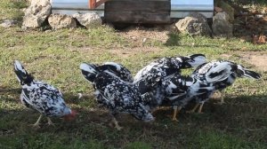 Самая красивая, и продуктивная парода кур )))