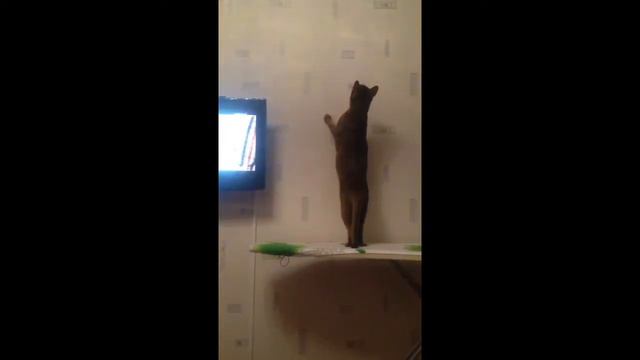 Кот Чиф стоит на задних лапах. Видео от Кожинской смотреть онлайн