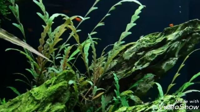 HYGROPHILIA PINNATIFIDA смотреть онлайн