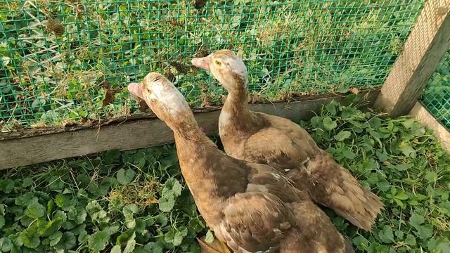 Делу время - потехи час! Собрали урожай, поехали в соседний район на праздник. #станицаахметовская смотреть онлайн