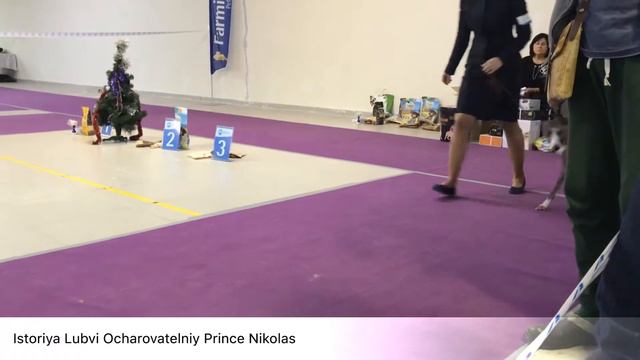 Монопородная выставка Уиппет, ранга ЧК , классы чемпион и чемпион нкп, эксперт Russel Sykes смотреть онлайн