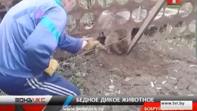 Бобер застрял в заборе. Зона Х смотреть онлайн