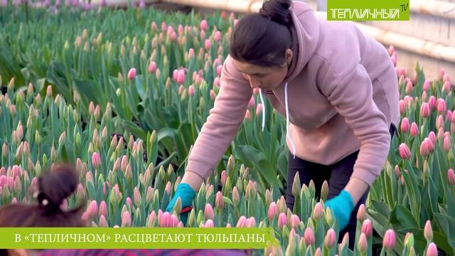 В "Тепличном" зацвели тюльпаны смотреть онлайн