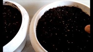 АСТРЫ** БУКЕТНЫЙ ПОСЕВ АСТР В ВАЗОНЫ** ЕВРОПЕЙСКИЕ СЕМЕНА** ОТ ПОСЕВА ДО ВСХОДОВ.