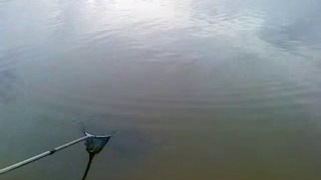 Сазан 6 кг Астраханская область смотреть онлайн