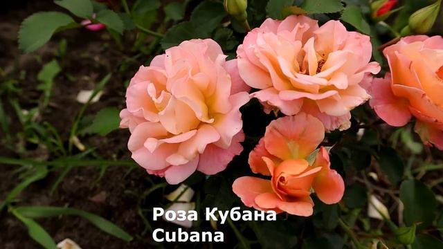 ТОП 35 - Любимые сорта, розы шрабы. Новинки, ADR, проверенные сорта. Надежные и неприхотливые. смотреть онлайн