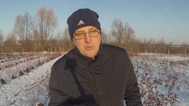 Голубика - это высокорентабельный бизнес. смотреть онлайн