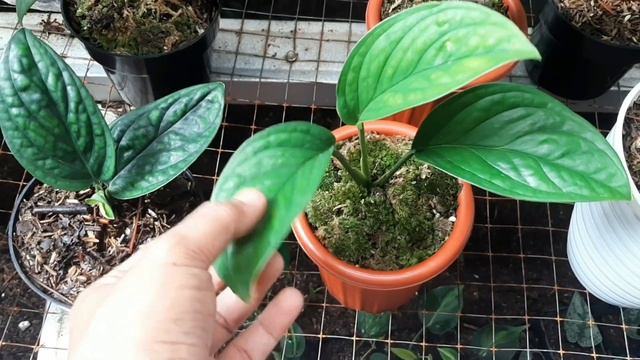Monstera Pinnatipartita Vs Monstera Karstenianum/peru