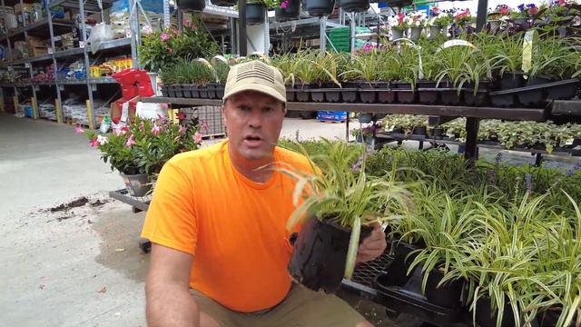 Lowes Plant Sale !! Crazy Deals !!! 1gal / 3 for $10.00 смотреть онлайн