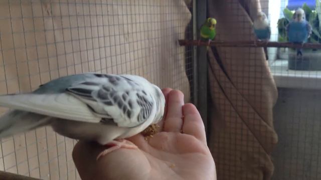 Волнистые попугаи. Чумиза. смотреть онлайн