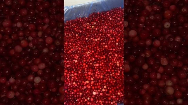 Лесная брусника смотреть онлайн