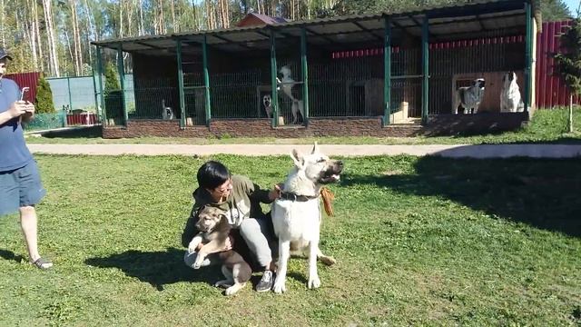 VEOLAR выбор щенка вео на питомнике смотреть онлайн