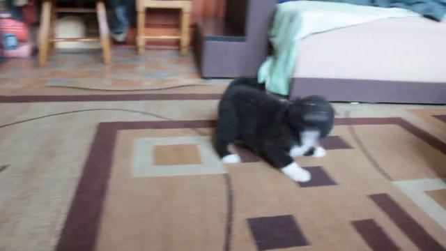 Девочка (girl) WINTERRAHILLS HITOMI MINE смотреть онлайн