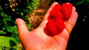 Малина сорт Пшехиба описание сорта