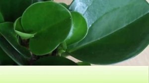 Что приносит в дом пеперомия? Приметы и суеверия о пеперомии.