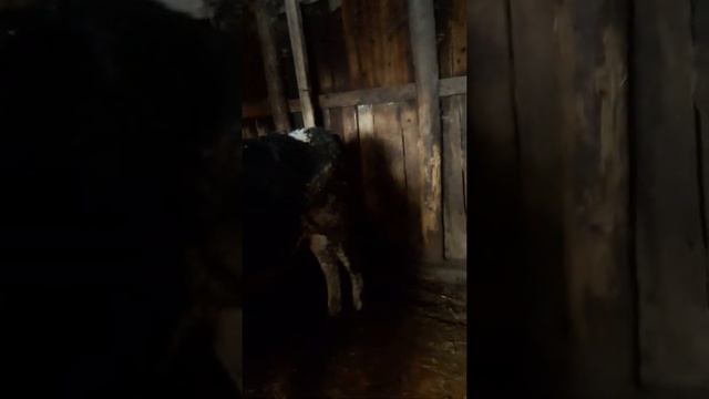 Бычки голштинской породы смотреть онлайн