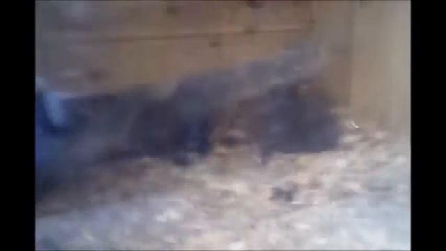 VLOG:Дом природы. ^_^ смотреть онлайн