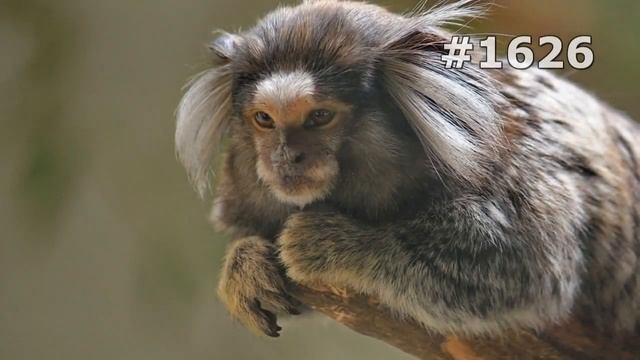 #1626. Обезьяны (В мире животных) смотреть онлайн