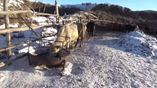 Телка оторвала ухо. Рабочий день.