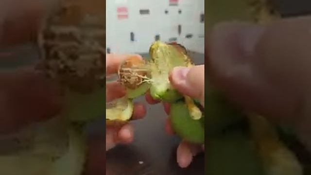 Как отмыть руки от кожуры грецкого ореха. Полезные советы смотреть онлайн