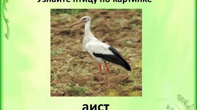 Видеовикторина "Знатоки природы" смотреть онлайн