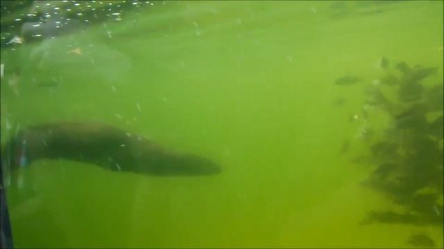 Выдра на охоте смотреть онлайн