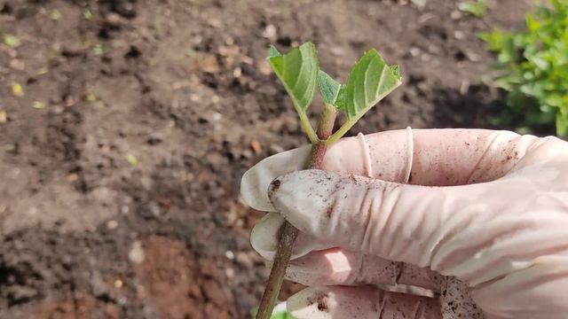 19.06.2023.Сегодня буду укоренять метельчатую гортензию🌿 на улице, в парнике. смотреть онлайн