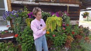 ВЕРБЕЙНИК МОНЕТЧАТЫЙ(ЛИЗИМАХИЯ)ОБЗОР ВЗРОСЛОГО РАСТЕНИЯ.2022