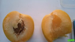 Абрикос Джумба Кот первое плодоношение, Астрахань 2022г.