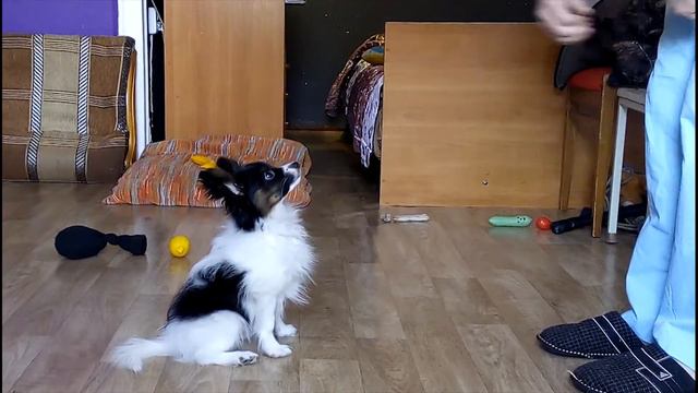Серия 2. Экзамен на "юного МЕХаника". (Папильон 3 месяца) смотреть онлайн
