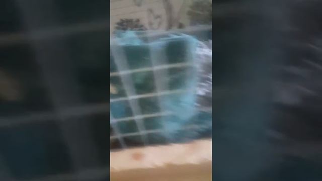 Meet the rats and jack/dog смотреть онлайн
