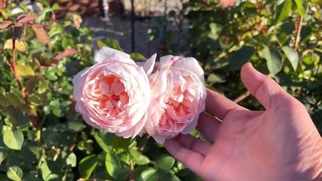 Garden Update/ Lots of Flowers Blooming! смотреть онлайн