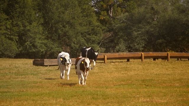 Florida Dairy Farmer Holds Concert for Dairy Cows смотреть онлайн