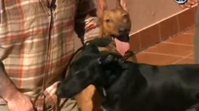 Tvaryny.com: Поденко канаріо / Поденко канарио смотреть онлайн