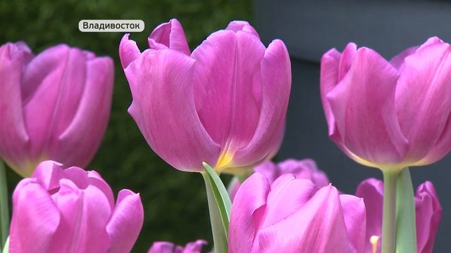 Тюльпаны стали самыми популярными цветами на 8 марта в Приморье смотреть онлайн
