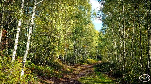 Нежное пение птиц в лесу под успокаивающую музыку. смотреть онлайн