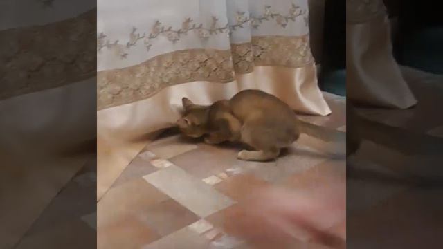 Чаузи и майский жук смотреть онлайн