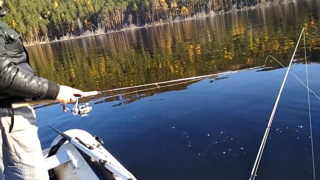 Рыбалка осенью, клев крупного окуня на спининг. смотреть онлайн