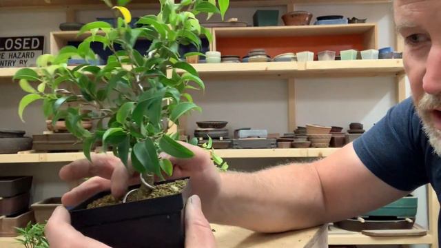 Bonsaify | Ficus Bonsai Basic Wiring смотреть онлайн
