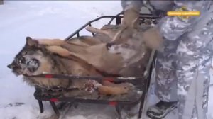 Охота на кабана и волка Охотничьи экспедиции