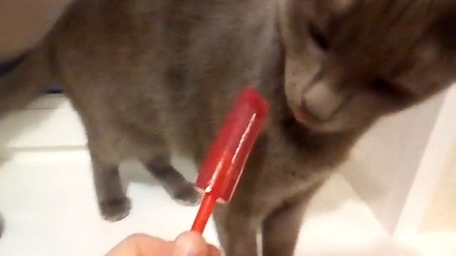 Разве кошки едят сладости? смотреть онлайн