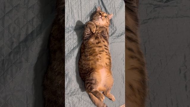 Каждый день пою Шуше самодельные песенки ?