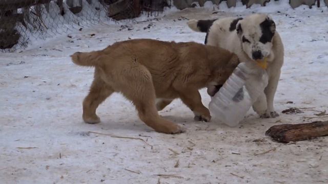 Алабая щенки 3 мес. от Ак-Нуккер +79272626333 Самара смотреть онлайн