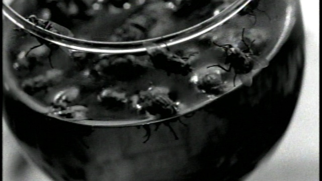 Nine Inch Nails - 1993 - Help Me I'm In Hell (Broken Movie) смотреть онлайн